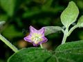 Capsicum praetermissum